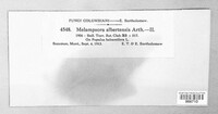 Melampsora medusae image